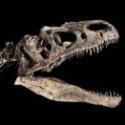 €1.3m European record sale for 'Jurassic T-Rex' skeleton at Sotheby's