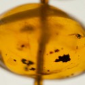 Amber insect necklace to auction for $9,000 at Lawrence's