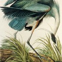 John James Audubon print will highlight Chicago auction at $120,000