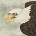 Audubon's Birds of America copy flies to $10,575 at Cowan's auction