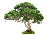 Vietnamese tree collection is worth $17.64m