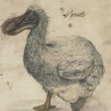 Dodo bone, elephant bird egg for auction at Christie's