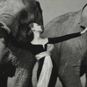 Avedon's Dovima with Elephants tops Christie's at $266,500