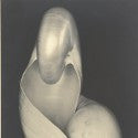 Edward Weston's Two Shells valued at $900,000 at Sotheby's