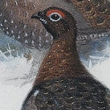 Bonhams sells 'stunning bird paintings' art collection of JC Harrison