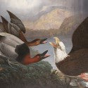 Havells' Death of a Warrior tops Audubon auction at $140,000
