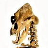 Not too cold to bear - a towering Ice Age bear skeleton sells for £36k