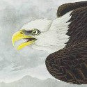 John James Audubon's Birds of America flies to $7.9m in Christie's book auction