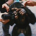 Mikki the Chimp's photos sell for $76,500 with Sotheby's
