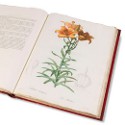 Pierre-Joseph Redoute's 'Liliacees' realises $194,500 in Hamburg