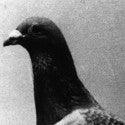 Pigeon's WWII Dickin Medal valued at $15,500 with Bosleys