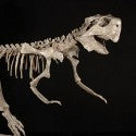 Psittacosaurus dinosaur skeleton to see $15,000 with Antiquities Saleroom?