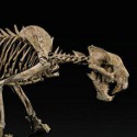 Rare Nimravid skeleton tops Bonhams' fossils auction at $161,000