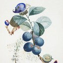 Dali watercolour fruit studies to see $106,500 each at Bonhams