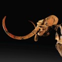 Complete mammoth skeleton brings $311,000 to Sotheby's