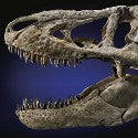 Huge Tyrannosaurus skull could gobble up $300,000 in New York sale