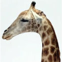 Stuffed giraffe's head sells for £4,560