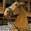 Trigger reins in $266,500 at Christie's Roy Rogers Museum Collection sale
