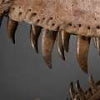 T. Rex sells for 'about' $5m