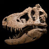 $200,000 Tyrannosauroid dinosaur rears its head at California sale