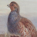 Thorburn's 'Partridges' soar to £192,000 at 19th century paintings sale