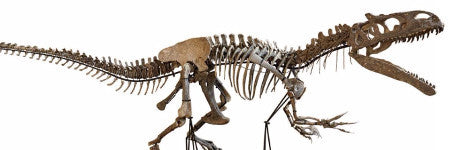 Allosaurus skeleton achieves $1.1m in Lyon