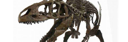 Juvenile allosaurus dinosaur skeleton to auction in November