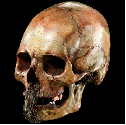 Chewing the scenery... Skull relics of a lost cannibal tribe could bring £10,000