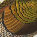 John James Audubon aquatint makes $75,000 at Arader Galleries
