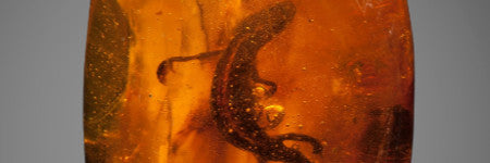 Baltic amber lizard fossil will auction at Heritage