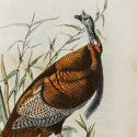 Octavo edition of Audubon's Birds of America auctions for $12,500