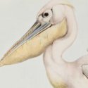 Can Birds of Europe beat $75,000 estimate at New York rare books auction?