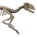 Tenontosaurus skeleton to auction for $180,000 in LA?