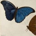 'Greatest entomological rarity' by De Clerck flutters into Paris book sale