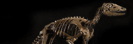 Thescelosaurus dinosaur skeleton to reach $325,000?