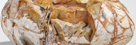 Fossilized dinosaur egg to star at Bishop and Miller