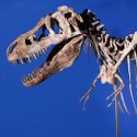 Tyrannosaurus bataar dinosaur skeleton makes $1.1m at Heritage