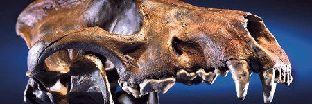 Californian dire wolf skull to auction in Beverly Hills