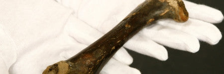 Rare dodo femur bone offered in February sale