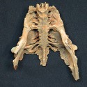 Dodo bones to auction among rare natural history lots