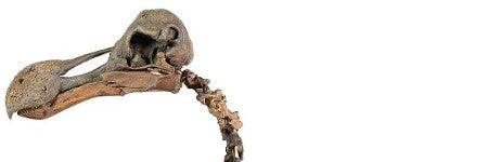 Dodo skeleton sells for $433,000