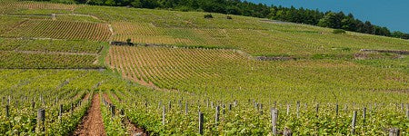 Burgundy sales overtake Bordeaux for first time at Acker