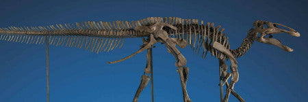 Duck billed dinosaur skeleton to sell at Christie's