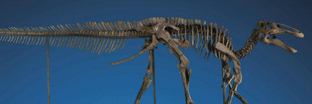 Duck billed dinosaur skeleton to sell at Christie's