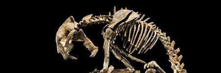 Duelling sabre-toothed cat skeletons make $110,000 at IM Chait