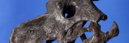 Small Einiosaurus procurvicornis skull makes $31,000 in Dallas