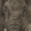 Brandt's Portrait of Elephant in Dust, Amboseli could make $35,000 at Bonhams
