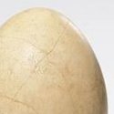Elephant bird egg auction nets $19,763 at Christie's