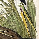 Audubon's Great Blue Heron to headline naturalist sale in New York
