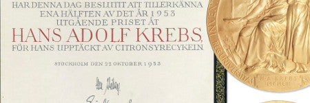 Hans Krebs' Nobel Prize realises $430,500 at Sotheby's